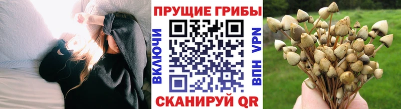 Псилоцибиновые грибы Psilocybe  Балаково 